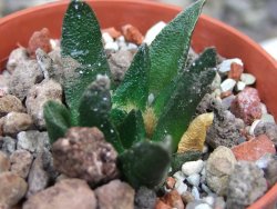 Ariocarpus scapharostrus Rayones, pot 5,5 cm - 12399875