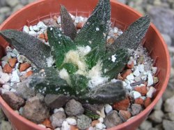 Ariocarpus scapharostrus Rayones, pot 5,5 cm