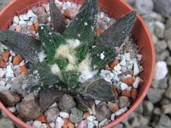 Ariocarpus scapharostrus Rayones, pot 5,5 cm - 12399877