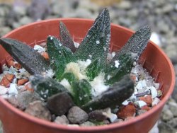 Ariocarpus scapharostrus Rayones, pot 5,5 cm - 12399878