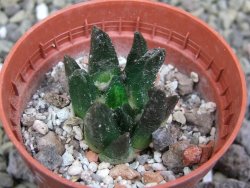 Ariocarpus scapharostrus Rayones, pot 5,5 cm - 12399879