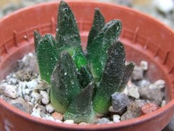 Ariocarpus scapharostrus Rayones, pot 5,5 cm