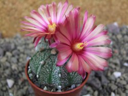 Astrophytum capricorne X red flower oibo akabana, pot 5,5 cm