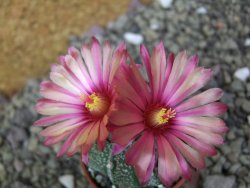 Astrophytum capricorne X red flower oibo akabana, pot 5,5 cm - 12399924