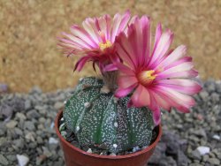 Astrophytum capricorne X red flower oibo akabana, pot 5,5 cm - 12399925