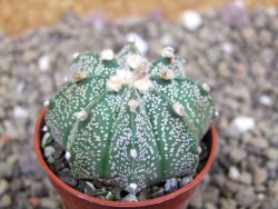 Astrophytum capricorne X red flower oibo akabana, pot 5,5 cm - 12399926