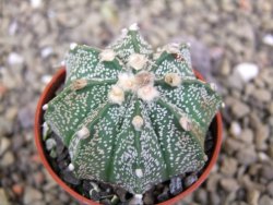 Astrophytum capricorne X red flower oibo akabana, pot 5,5 cm - 12399927