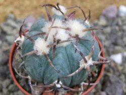 Echinocactus horizonthalonius Jacales, pot 5,5 cm - 12399928