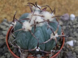 Echinocactus horizonthalonius Jacales, pot 5,5 cm