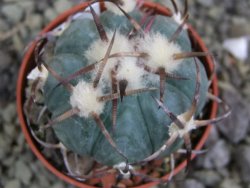 Echinocactus horizonthalonius Jacales, pot 5,5 cm - 12399930