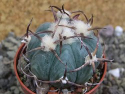 Echinocactus horizonthalonius Jacales, pot 5,5 cm - 12399931