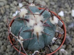 Echinocactus horizonthalonius Jacales, pot 5,5 cm - 12399932