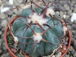 Echinocactus horizonthalonius Jacales, pot 5,5 cm