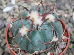 Echinocactus horizonthalonius Jacales, pot 5,5 cm - 12399934