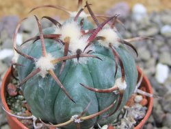 Echinocactus horizonthalonius Jacales, pot 5,5 cm - 12399935