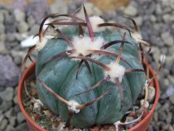 Echinocactus horizonthalonius Jacales, pot 5,5 cm - 12399936