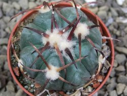 Echinocactus horizonthalonius Jacales, pot 5,5 cm - 12399937