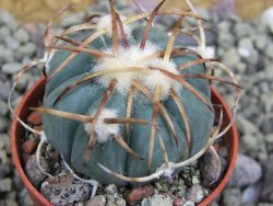 Echinocactus horizonthalonius Jacales, pot 5,5 cm - 12399938