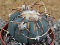 Echinocactus horizonthalonius Jacales, pot 5,5 cm