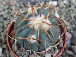 Echinocactus horizonthalonius Jacales, pot 5,5 cm - 12399940