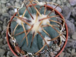 Echinocactus horizonthalonius Jacales, pot 5,5 cm - 12399941