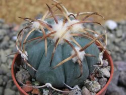 Echinocactus horizonthalonius Jacales, pot 5,5 cm - 12399942