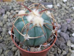 Echinocactus horizonthalonius Jacales, pot 5,5 cm - 12399943