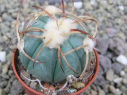 Echinocactus horizonthalonius Jacales, pot 5,5 cm - 12399944