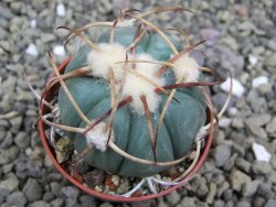 Echinocactus horizonthalonius Jacales, pot 5,5 cm