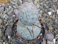 Tephrocactus geometricus pot 5,5 cm - 12399947