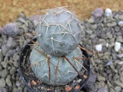 Tephrocactus geometricus pot 5,5 cm - 12399948