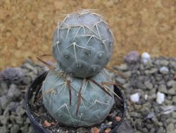 Tephrocactus geometricus pot 5,5 cm - 12399949