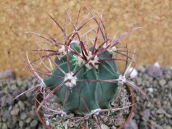 Echinocactus parryi Ciudad Juarez, pot 6,5 cm