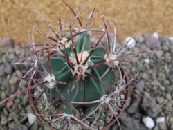 Echinocactus parryi Ciudad Juarez, pot 6,5 cm - 12399951