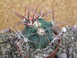 Echinocactus parryi Ciudad Juarez, pot 6,5 cm - 12399952