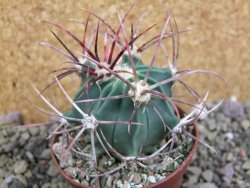 Echinocactus parryi Ciudad Juarez, pot 6,5 cm - 12399953