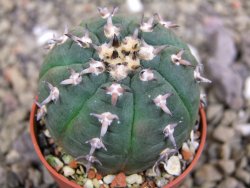 Gymnocalycium spegazzinii unguispinum SL 44b, pot 5,5 cm - 12399954