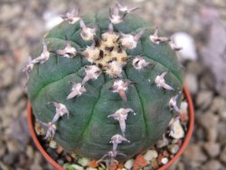 Gymnocalycium spegazzinii unguispinum SL 44b, pot 5,5 cm - 12399955