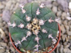 Gymnocalycium spegazzinii unguispinum SL 44b, pot 5,5 cm - 12399956