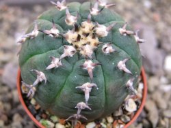 Gymnocalycium spegazzinii unguispinum SL 44b, pot 5,5 cm