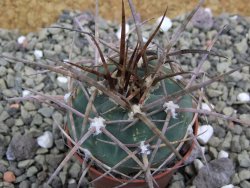 Gymnocalycium armatum, pot 5,5 cm - 12399958