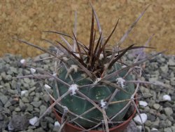 Gymnocalycium armatum, pot 5,5 cm