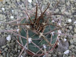 Gymnocalycium armatum, pot 5,5 cm - 12399960