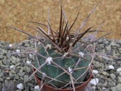 Gymnocalycium armatum, pot 5,5 cm - 12399961