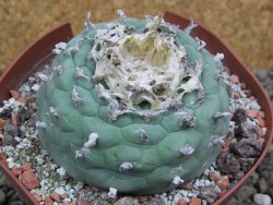 Lophophora fricii Viesca pot 10 cm - 12399962