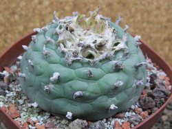 Lophophora fricii Viesca pot 10 cm