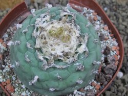 Lophophora fricii Viesca pot 10 cm - 12399964