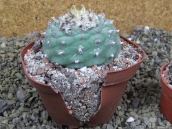 Lophophora fricii Viesca pot 10 cm - 12399965