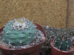 Lophophora fricii Viesca pot 10 cm - 12399966