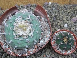 Lophophora fricii Viesca pot 10 cm - 12399967